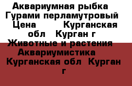 Аквариумная рыбка - Гурами перламутровый › Цена ­ 40 - Курганская обл., Курган г. Животные и растения » Аквариумистика   . Курганская обл.,Курган г.